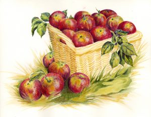 tegning æbler